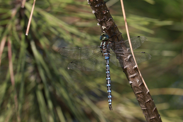 Blue-eyed Darner