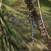 Blue-eyed Darner