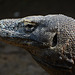 Indonesia, Komodo Dragon Head (Varanus komodoensis)