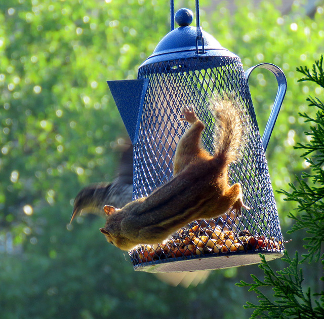 Chipmunks get hungry too.
