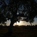 Sunset On The Fitzroy River