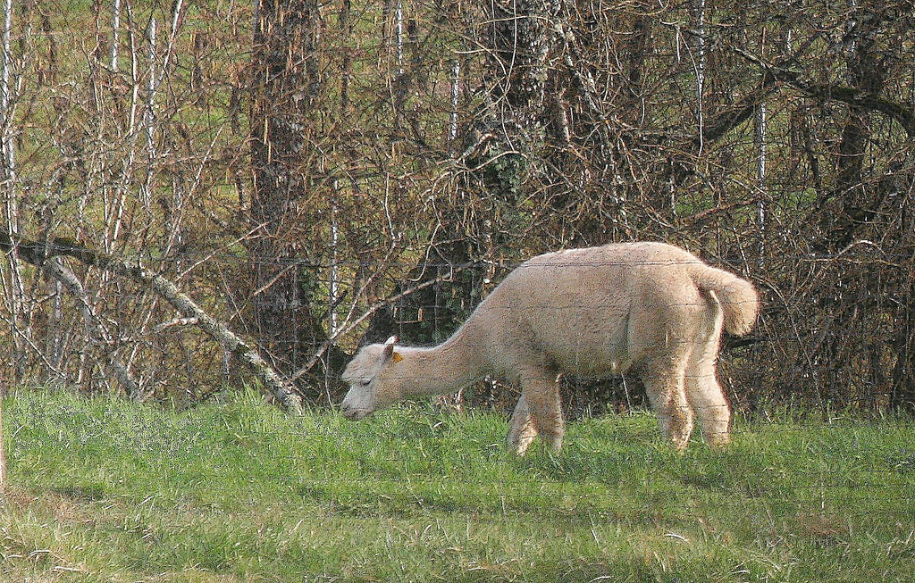Lama