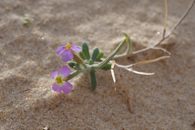 Malcolmia littorea, Goivinho-da-praia