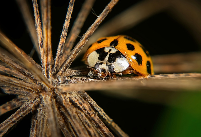 Der Asiatische Marienkäfer (Harmonia axyridis) hat sich nochmals sehen lassen in der Natur :))  The Asian lady beetle (Harmonia axyridis) was once again seen in nature :))  La coccinelle asiatique (Ha