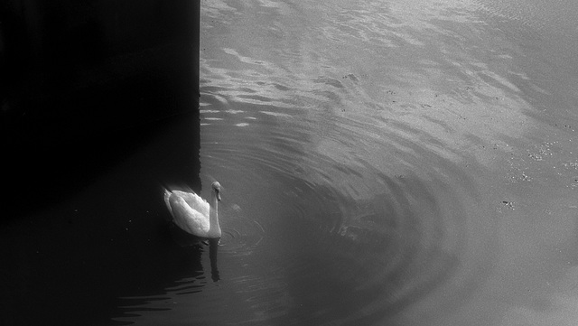 Mute Swan