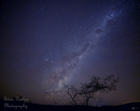 South Tree Under Southern Skies