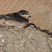 Barn Swallows