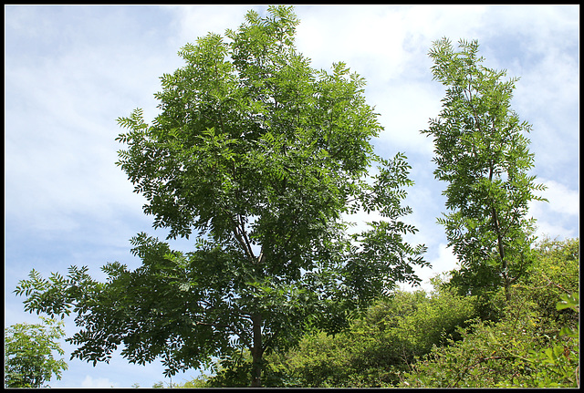 Fraxinus excelsior