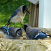 Young Blue Jays in our bird bath.