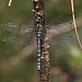 Blue-eyed Darner