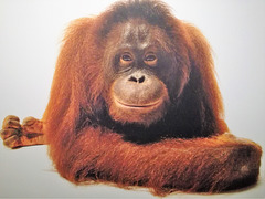 Orangutan