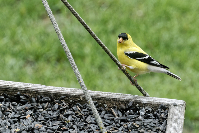 Goldfinch