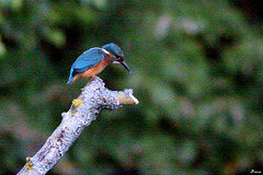 Kingfisher