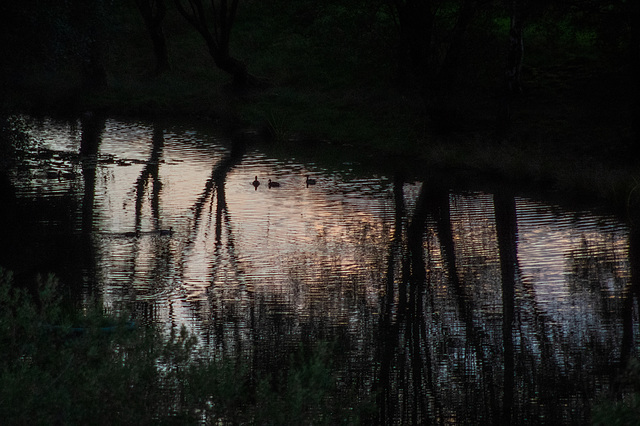 last light Mallards