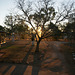 Fitzroy River Lodge At Dusk