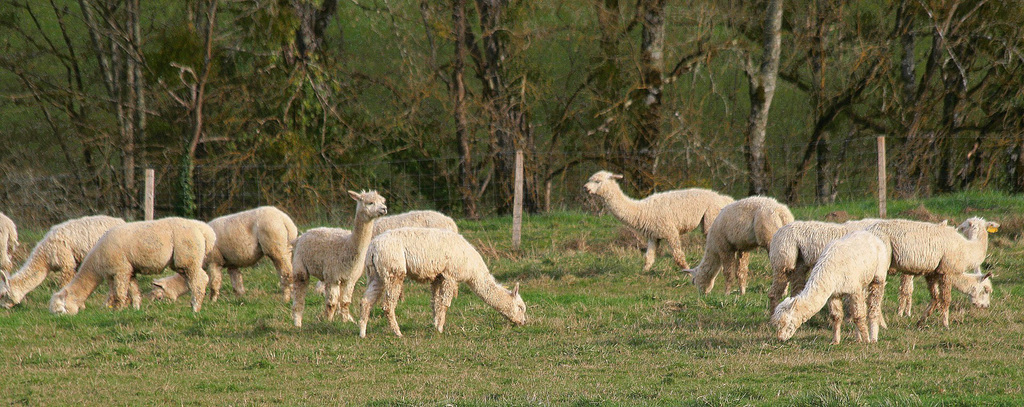 Lamas