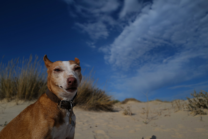 Menina Estrelinha, a Pitbull on the beach ?