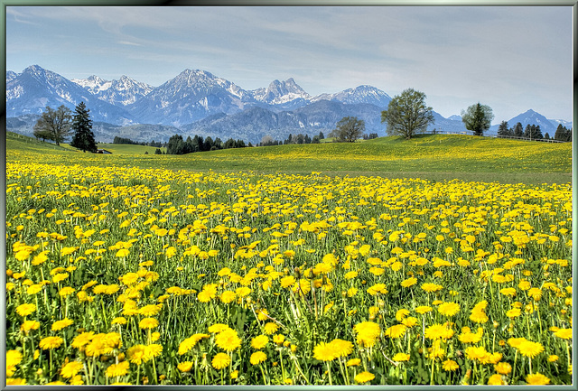 Frühling im Allgäu... ©UdoSm