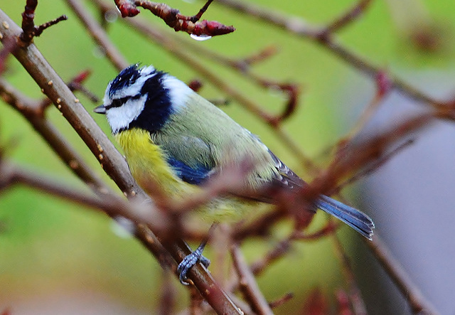 Blue Tit