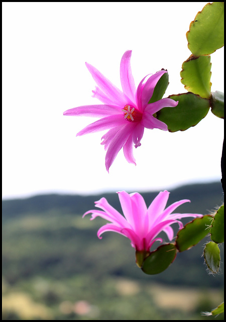 Hatiora rosea