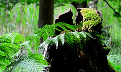 Ferns in Gosforth Woods