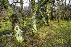 Glendalough 63