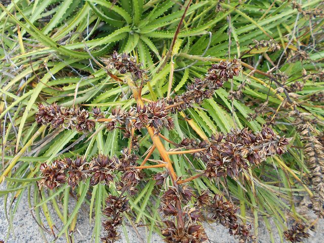 DSCN1344 - fruto do gravatá Dyckia encholirioides, Bromeliaceae