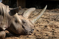 Explored - Spitzmaulnashorn Tsororo (Zoo Frankfurt)