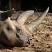 Explored - Spitzmaulnashorn Tsororo (Zoo Frankfurt)