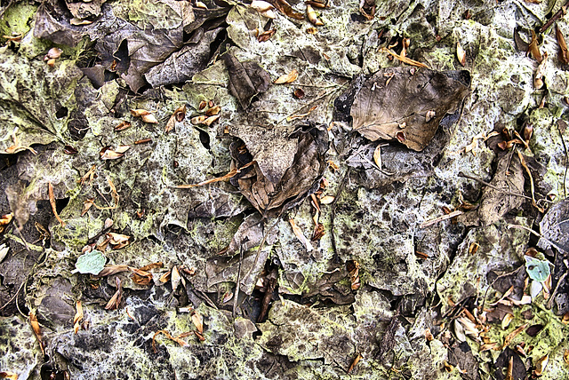 Fragments From Gosforth Woods. Newcastle