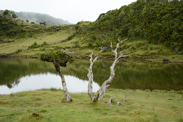 Azores, Lake in the Overgrown Lava Fields of the Pico Volcano