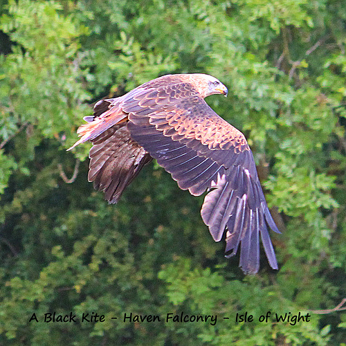 A Black Kite flying Haven Falconry IOW 19 7 2018