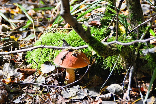 Gemeiner Steinpilz (Boletus edulis)