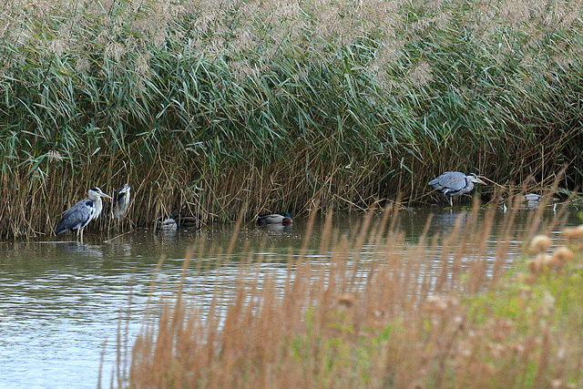 EOS 6D Peter Harriman 08 58 36 44552 greyHerons dpp