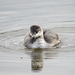 Young (Eared?) Grebe