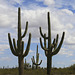 Saguaro Cacti