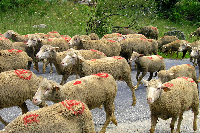 Transhumance dans les Alpes