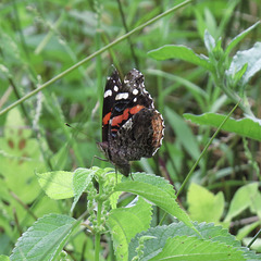 Red admiral