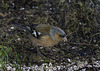 Chaffinch male on the ground