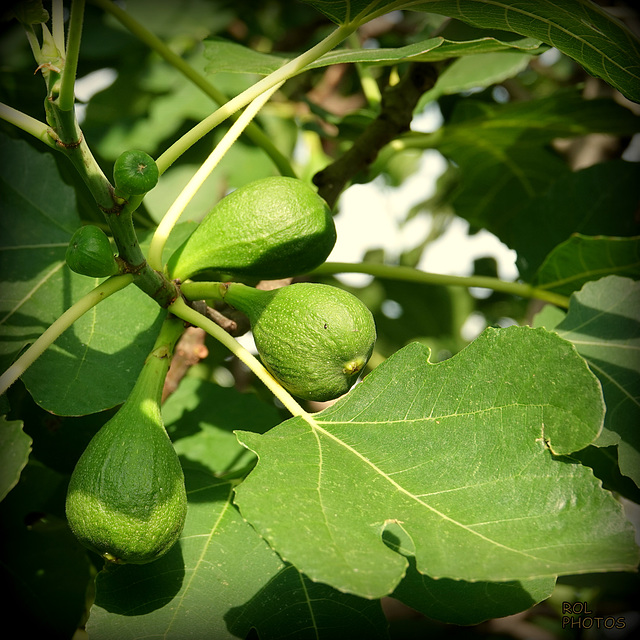 Et vlà le fruit de mon travail