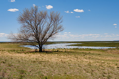 Floodplain of Malheur Lake