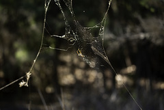 Dont test the Web Golden Orb spider