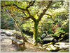 In the enchanted forest - HBM