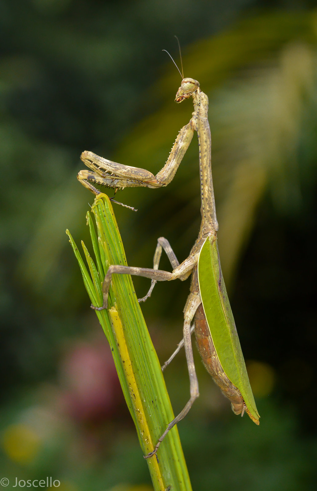 Mantis Con Cola Verde