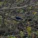 DSC00861a - gralha-azul Cyanocorax caeruleus