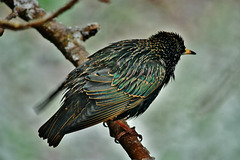 Starling.....drenched in the snow!