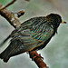 Starling.....drenched in the snow!