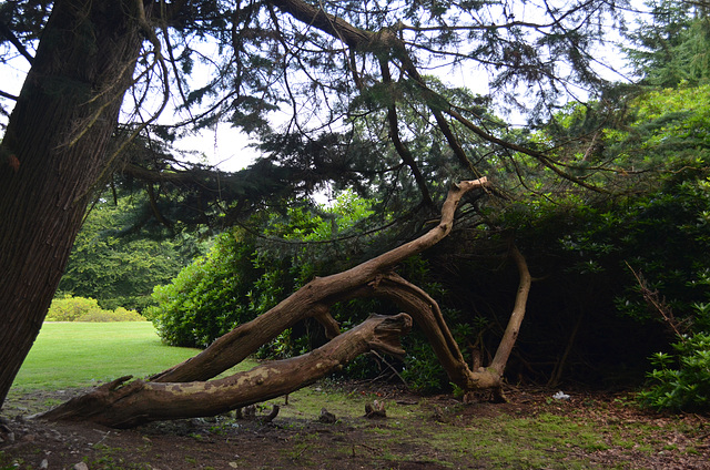 Beech Hill Country House, Fallen Tree in the Park