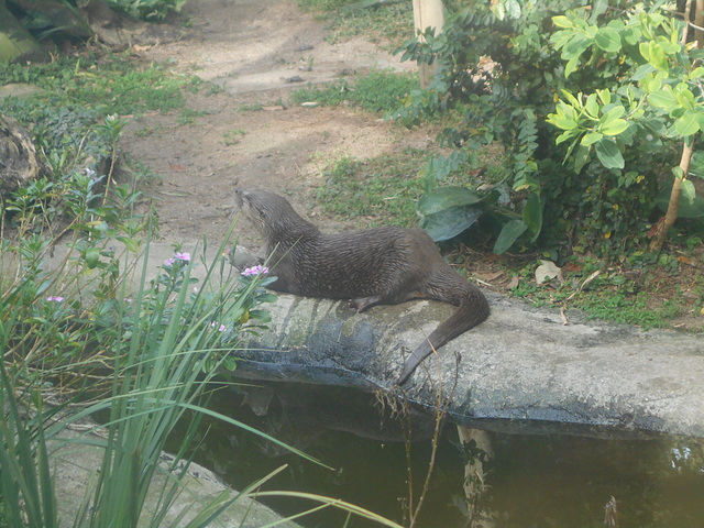 DSCN9591 - lontra-neotropical Lontra longicaudis, Mustelidae