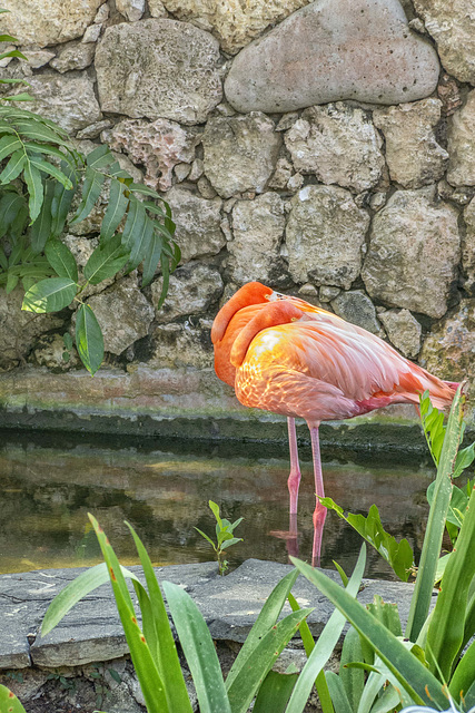 Flamingos